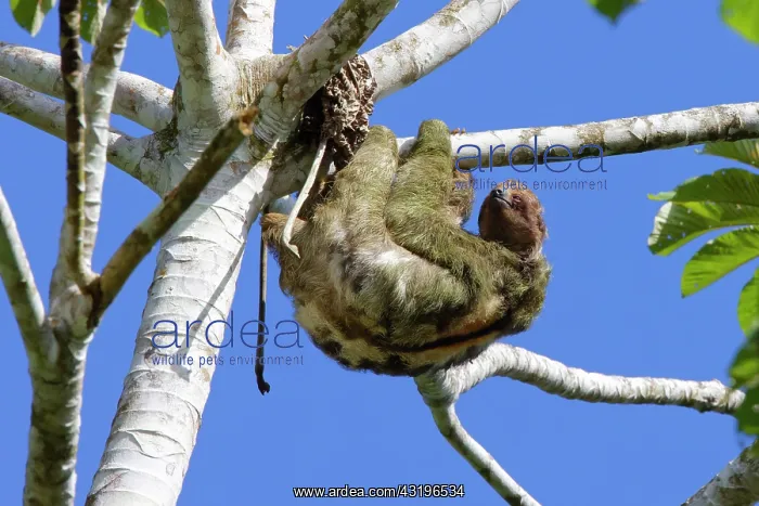 : Brown Throated Three Toed Sloth Bradypus variegates Sarapiqu : Brown Throated Three Toed Sloth Bradypus variegates Sarapiqu