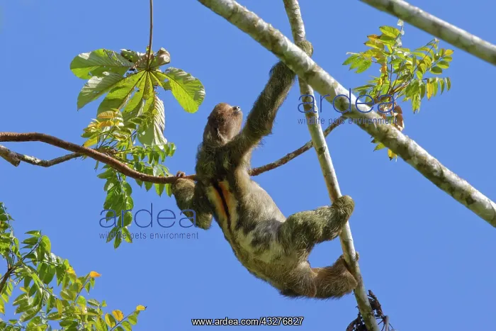 : Brown Throated Three Toed Sloth Bradypus variegates Sarapiqu : Brown Throated Three Toed Sloth Bradypus variegates Sarapiqu