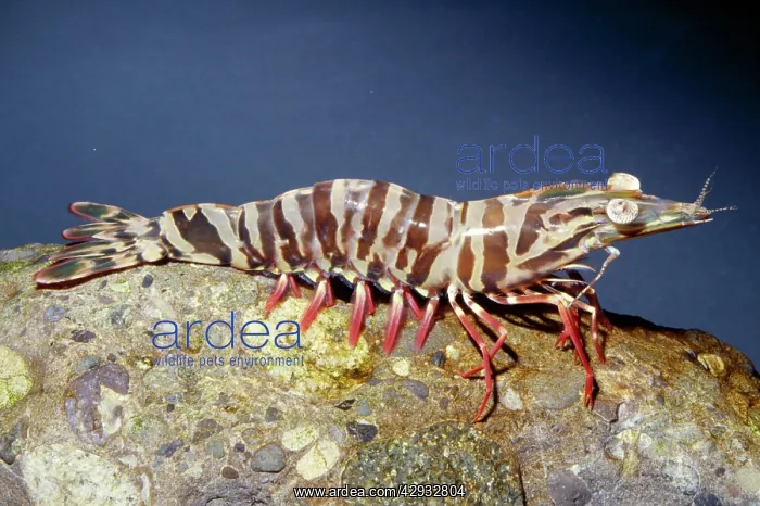 : Brown Tiger Prawn - Raised on shrimp farms in Australia : Brown Tiger Prawn - Raised on shrimp farms in Australia