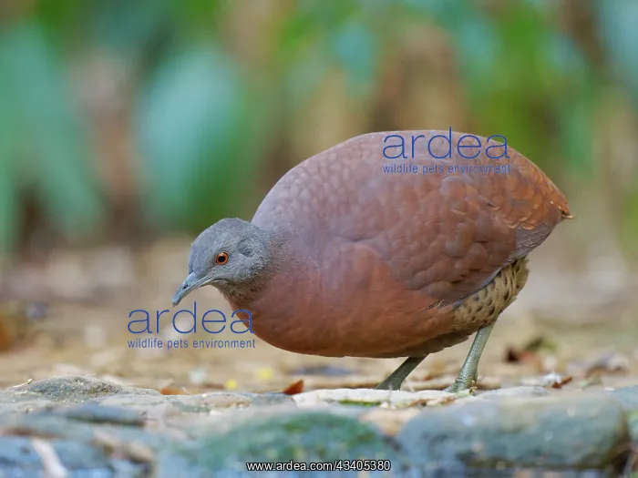  : Brown Tinamou Crypturellus obsoletus Atlantic Forest