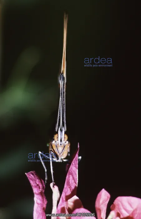 : Brown Tipped Page Butterfly : Brown Tipped Page Butterfly