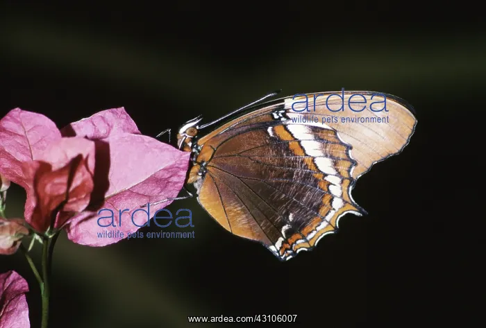 : Brown Tipped Page Butterfly : Brown Tipped Page Butterfly