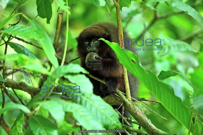  : Brown Titi Monkey - eating a fruit Tambopata-Candamo