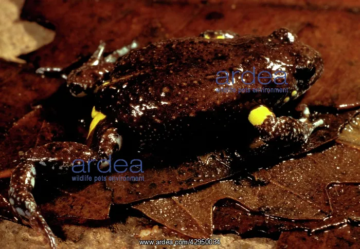 : Brown toadlet : Brown toadlet
