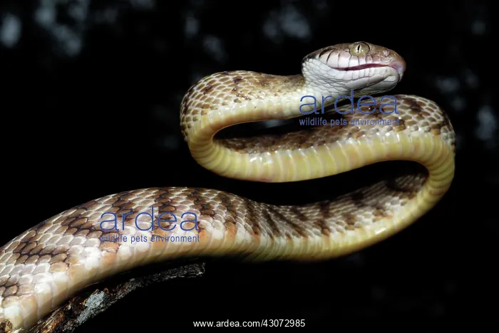 : Brown Tree Snake : Brown Tree Snake