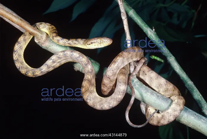 : Brown Tree Snake : Brown Tree Snake