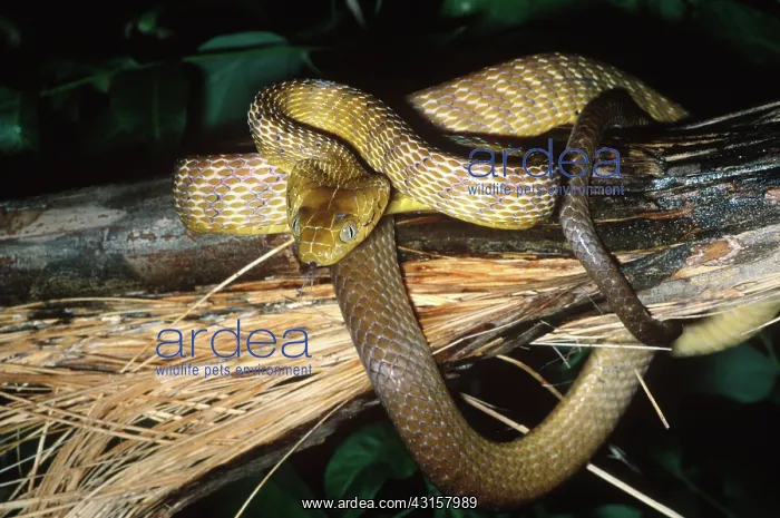 : Brown Tree Snake : Brown Tree Snake