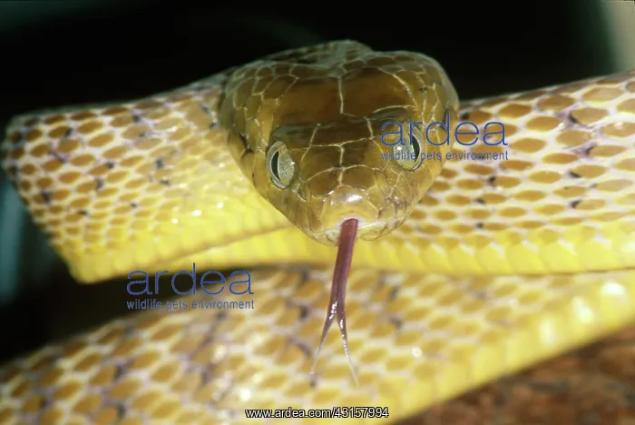  : Brown Tree Snake