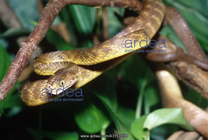 : Brown Tree Snake : Brown Tree Snake