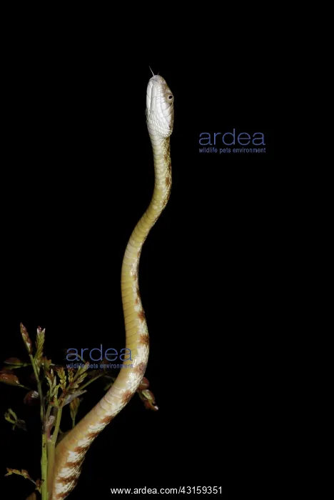 : Brown Tree Snake : Brown Tree Snake