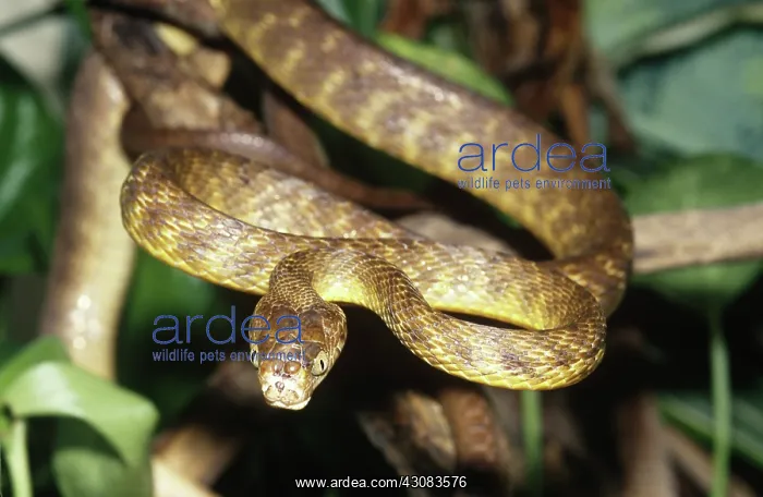 : Brown Tree Snake (Boiga irregularis) : Brown Tree Snake (Boiga irregularis)