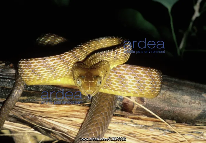 : Brown Tree Snake (Boiga irregularis) : Brown Tree Snake (Boiga irregularis)