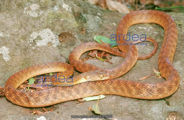 : Brown Tree Snake (Boiga irregularis) : Brown Tree Snake (Boiga irregularis)