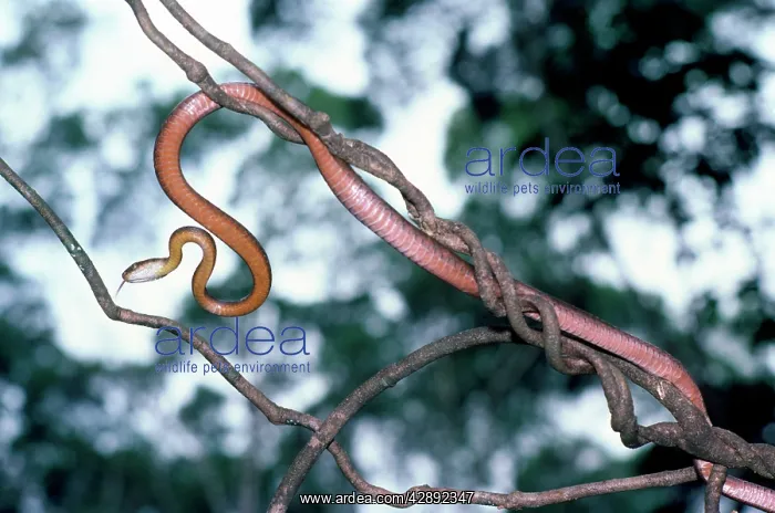 : BROWN TREE SNAKE - on branch : BROWN TREE SNAKE - on branch