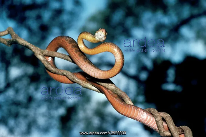 : Brown Tree Snake - on branch : Brown Tree Snake - on branch