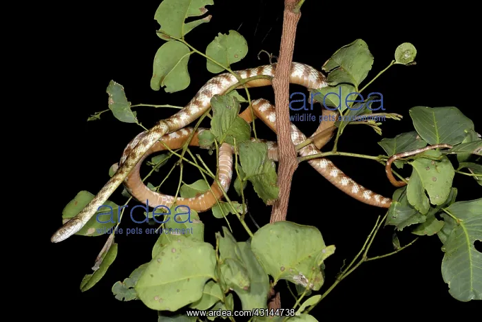 : Brown Tree Snake foraging : Brown Tree Snake foraging