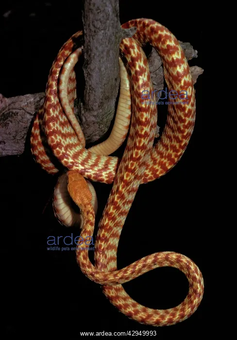  : Brown tree snake - northern or INight TigerI form