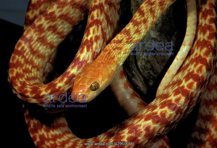 : Brown tree snake - northern or INight TigerI form : Brown tree snake - northern or INight TigerI form
