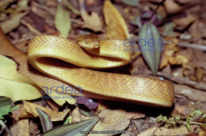: Brown Tree Snake - in threat posture : Brown Tree Snake - in threat posture