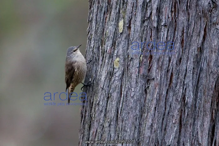 : Brown Treecreeper : Brown Treecreeper