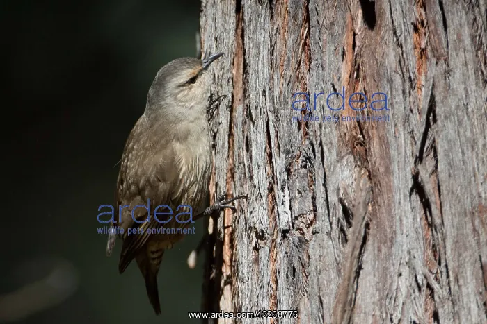 : Brown Treecreeper - Climbing a tree - At Chiltern : Brown Treecreeper - Climbing a tree - At Chiltern