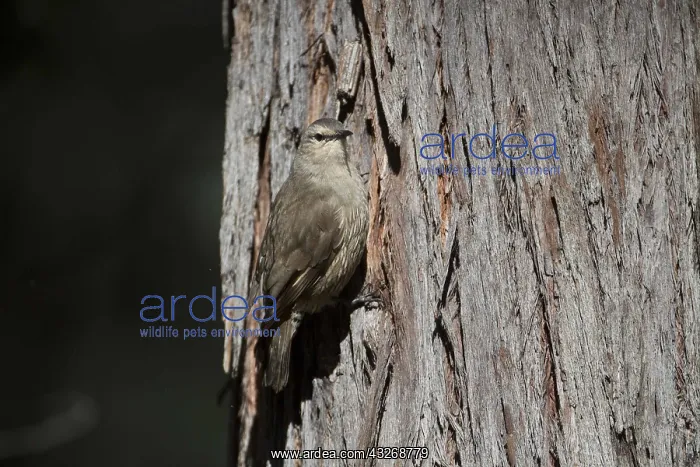 : Brown Treecreeper - Climbing a tree - At Chiltern : Brown Treecreeper - Climbing a tree - At Chiltern