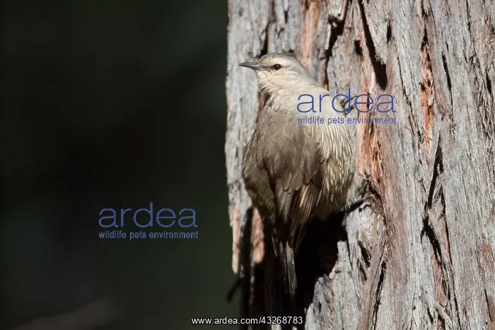 : Brown Treecreeper - Climbing a tree - At Chiltern : Brown Treecreeper - Climbing a tree - At Chiltern