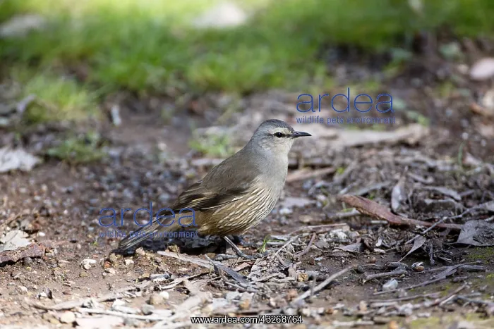 : Brown Treecreeper - Foraging on the ground - At : Brown Treecreeper - Foraging on the ground - At