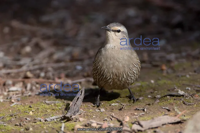 : Brown Treecreeper - Foraging on the ground - At : Brown Treecreeper - Foraging on the ground - At