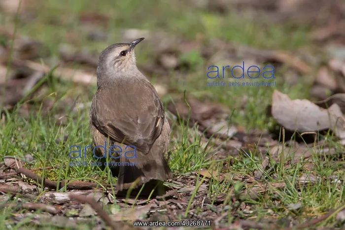 : Brown Treecreeper - Foraging on the ground - At : Brown Treecreeper - Foraging on the ground - At