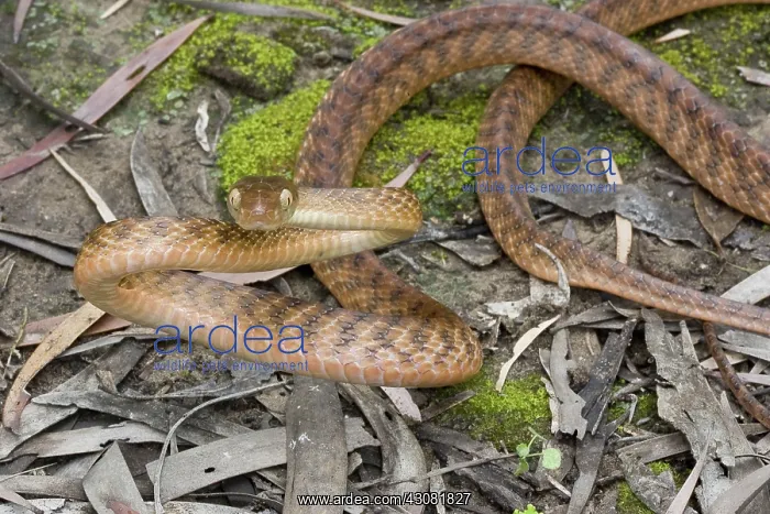 : Brown Treesnake : Brown Treesnake
