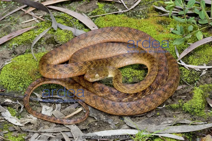 : Brown Treesnake : Brown Treesnake