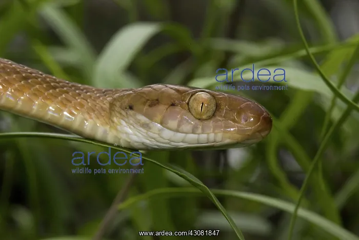  : Brown Treesnake