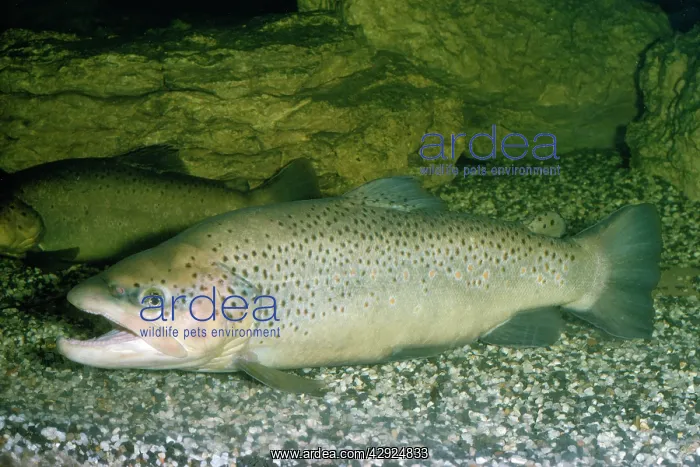  : BROWN TROUT
