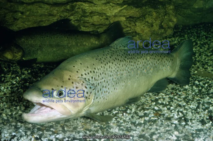  : Brown Trout