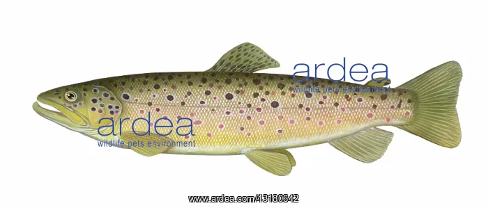 : Brown Trout : Brown Trout
