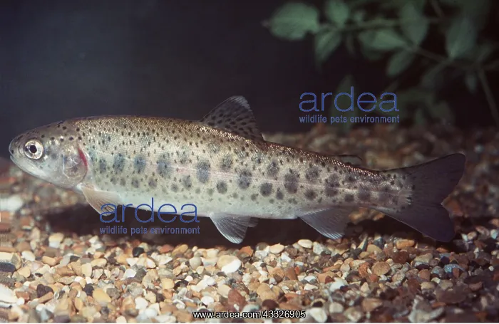 : BROWN TROUT : BROWN TROUT