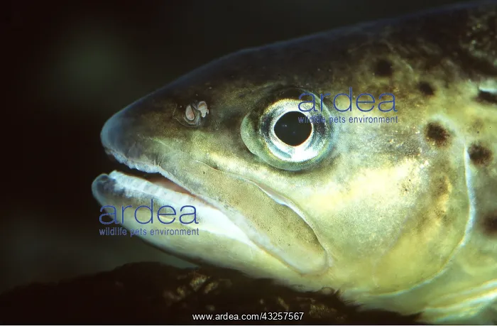 : BROWN TROUT - C / U HEAD : BROWN TROUT - C / U HEAD