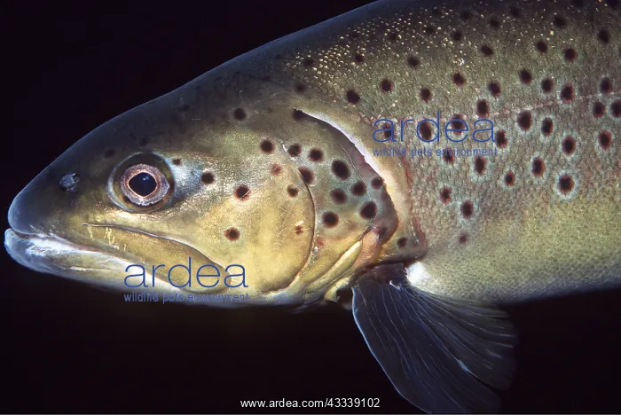 : BROWN TROUT - C / U OF HEAD : BROWN TROUT - C / U OF HEAD