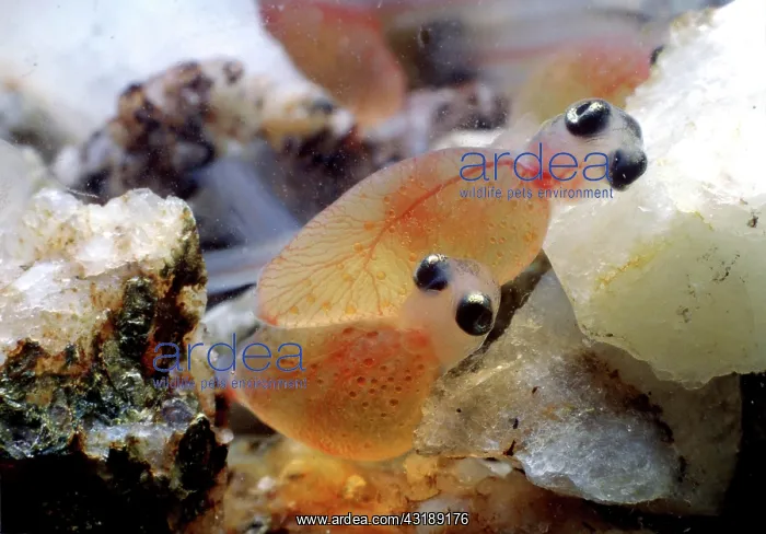 : Brown trout (Salmo trutta fario), hatching, captive : Brown trout (Salmo trutta fario), hatching, captive