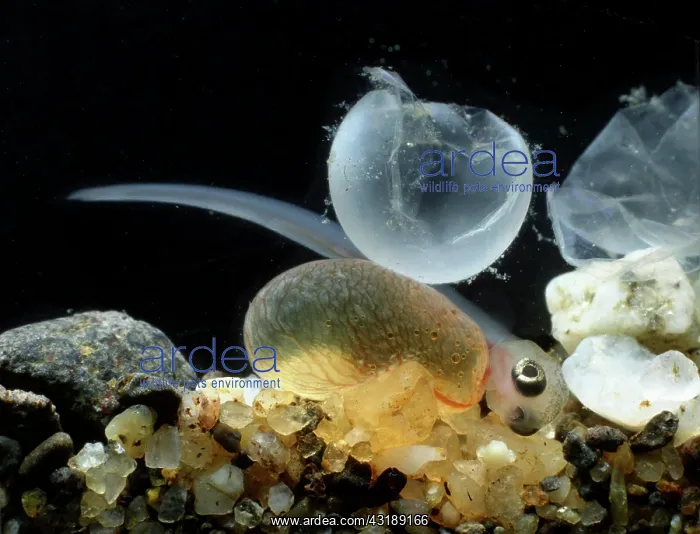  : Brown trout (Salmo trutta fario), hatching from