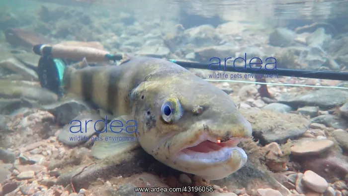 : Brown trout (Salmo trutta fario), wild trout of : Brown trout (Salmo trutta fario), wild trout of