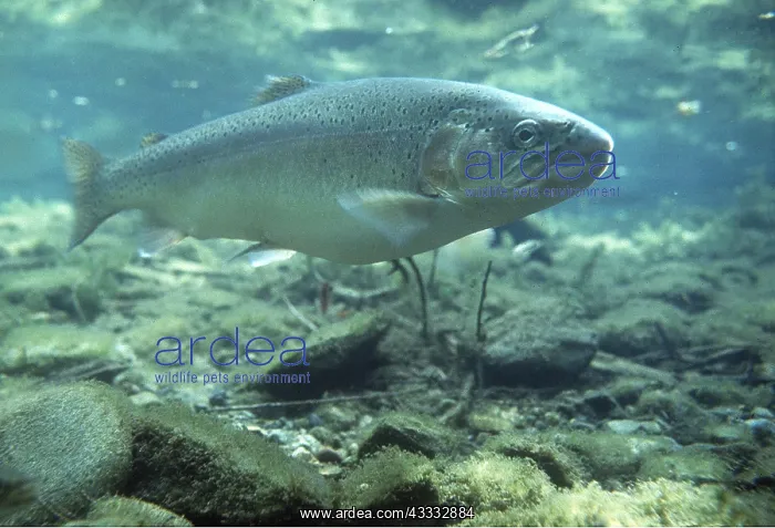 : Brown TROUT - silvery colour denotes that it could : Brown TROUT - silvery colour denotes that it could