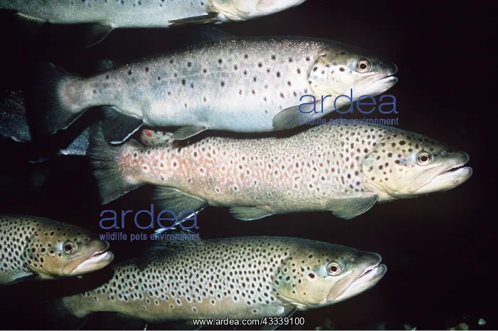 : BROWN TROUT - SMALL GROUP : BROWN TROUT - SMALL GROUP