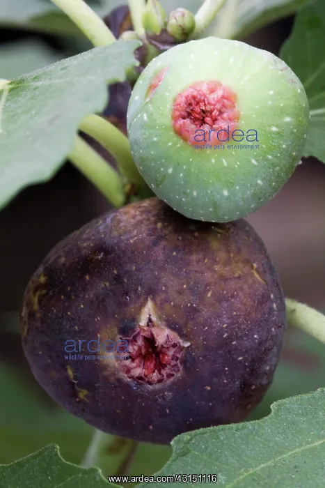 : Brown Turkey Figs : Brown Turkey Figs