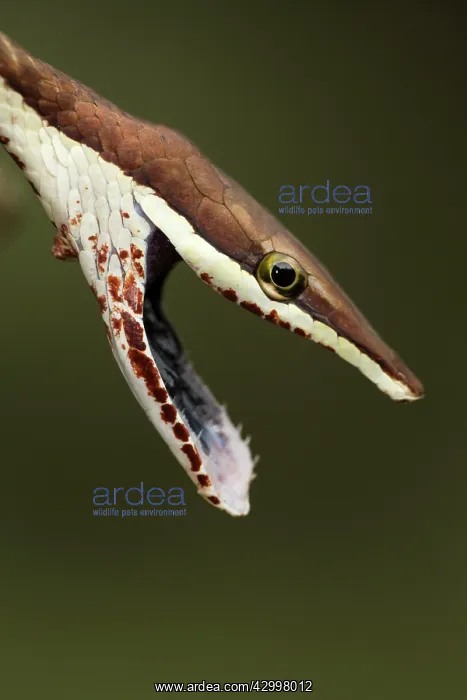 : Brown Vine Snake : Brown Vine Snake