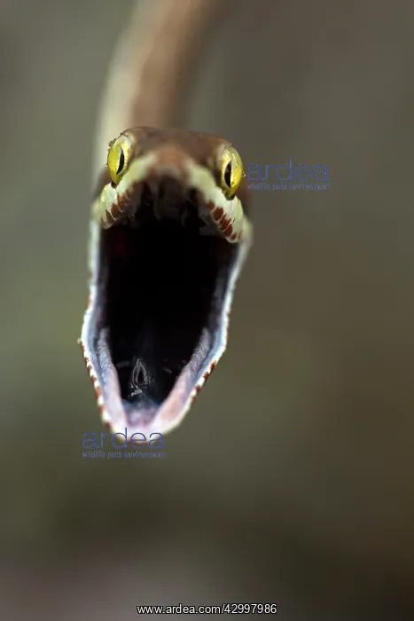 : Brown Vine Snake - rear-fanged : Brown Vine Snake - rear-fanged