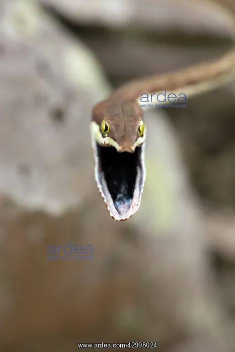 : Brown Vine Snake - rear-fanged : Brown Vine Snake - rear-fanged