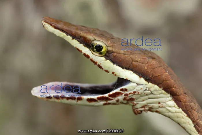 : Brown Vine Snake - rear-fanged : Brown Vine Snake - rear-fanged