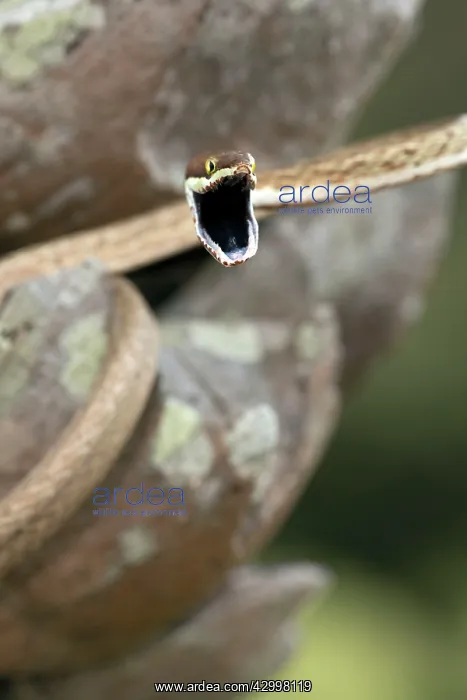: Brown Vine Snake - rear-fanged - defensive display : Brown Vine Snake - rear-fanged - defensive display